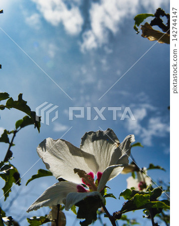 一朵花 一朵花 142744147