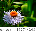 一朵花 142744148