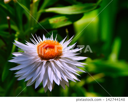 一朵花 一朵花 142744148