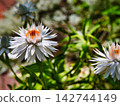一朵花 142744149