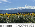 A field of sunflowers and mountain range against a backdrop of summer sky and towering cumulonimbus clouds. 142744153