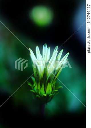 White dandelion flowers shining in the sunlight White dandelion flowers shining in the sunlight 142744427