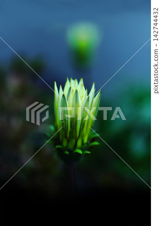 Small white dandelion Small white dandelion 142744432