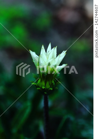 White dandelion flowers 142744607
