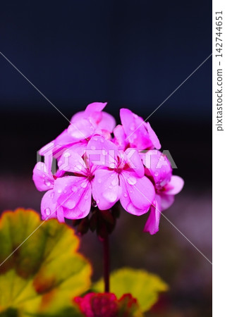 Geraniums blooming in a break in the rainy season Geraniums blooming in a break in the rainy season 142744651