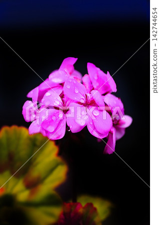 Pink geraniums stand out against a black background. Pink geraniums stand out against a black background. 142744654