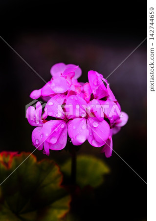 Pink geraniums that bloom during the rainy season Pink geraniums that bloom during the rainy season 142744659