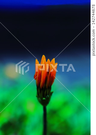 一朵盛開的金盞花。 一朵盛開的金盞花。 142744678
