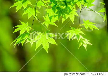 在鬱鬱蔥蔥的森林裡，陽光照耀下，色彩鮮豔的楓葉晶瑩剔透。 142744726