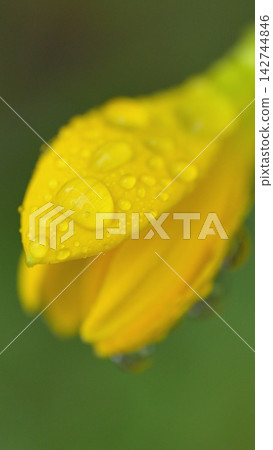 一朵黃色雨百合花苞,上面掛滿了雨滴 一朵黃色雨百合花苞,上面掛滿了雨滴 142744846