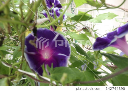 夏日花卉：雨間：牽牛花：牽牛花花園：九月花卉 142744890