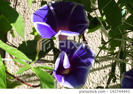 Summer flowers: Between the rain showers: Morning glories: Morning glory garden: September flowers Summer flowers: Between the rain showers: Morning glories: Morning glory garden: September flowers 142744943