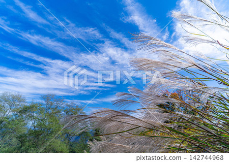 [Autumn foliage material] Autumn in the Omine Highlands - the seven-colored giant maple tree [Nagano Prefecture] 142744968