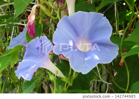 夏日花卉：雨間：牽牛花：牽牛花花園：九月花卉 142744985