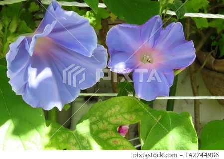 夏日花卉：雨間：牽牛花：牽牛花花園：九月花卉 142744986