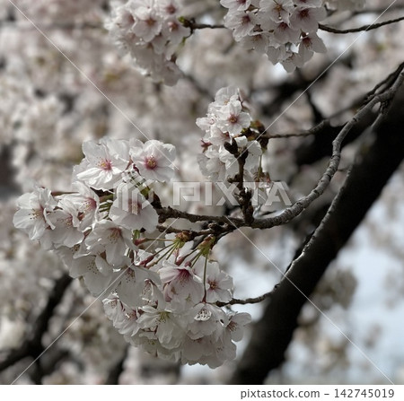 Cherry blossoms in full bloom and the soft light of spring 142745019