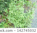 Weeds in the garden 142745032