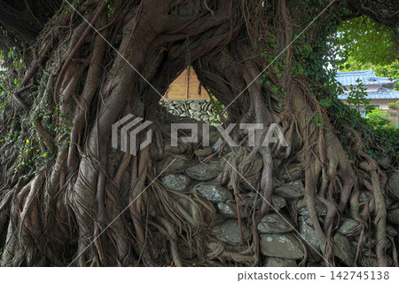 Ficus microcarpa colony Ficus microcarpa colony 142745138