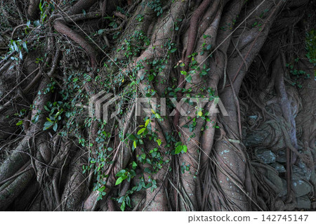 Ficus microcarpa colony Ficus microcarpa colony 142745147