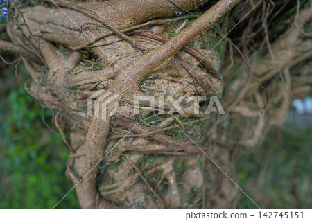 Ficus microcarpa colony Ficus microcarpa colony 142745151