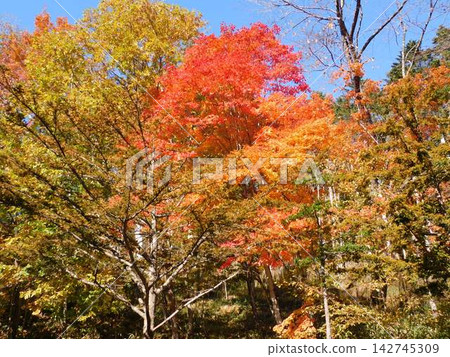 北海道比拉托里地區的秋葉景色(攝於2022年10月) 北海道比拉托里地區的秋葉景色(攝於2022年10月) 142745309