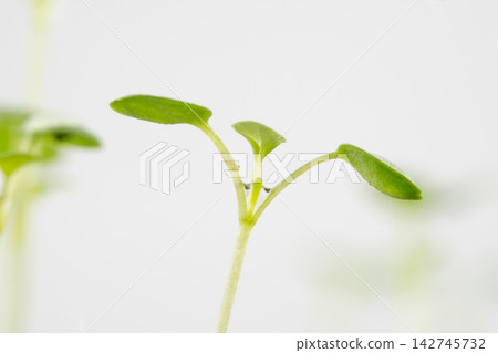Viola seedlings extending their true leaves from between their cotyledons. Viola seedlings extending their true leaves from between their cotyledons. 142745732