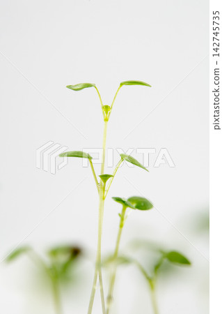 Viola seedlings growing towards the white space. Viola seedlings growing towards the white space. 142745735
