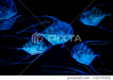 Swimming threadfin trevally Swimming threadfin trevally 142745809
