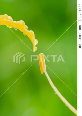 黃色的石蒜花瓣和雄蕊上掛滿了露珠 黃色的石蒜花瓣和雄蕊上掛滿了露珠 142745882