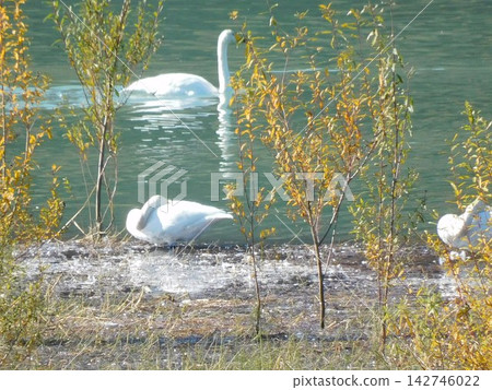 Swans on the Saru River in Hokkaido (photographed in October 2022) Swans on the Saru River in Hokkaido (photographed in October 2022) 142746022