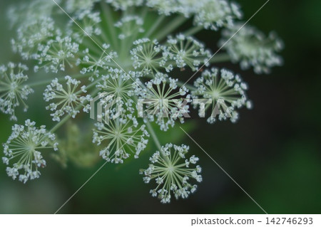 一張當歸(Angelica pubescens)精緻的蕾絲狀白色花序的微距照片。 一張當歸(Angelica pubescens)精緻的蕾絲狀白色花序的微距照片。 142746293
