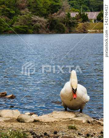 Cobb swans Cobb swans 142746417