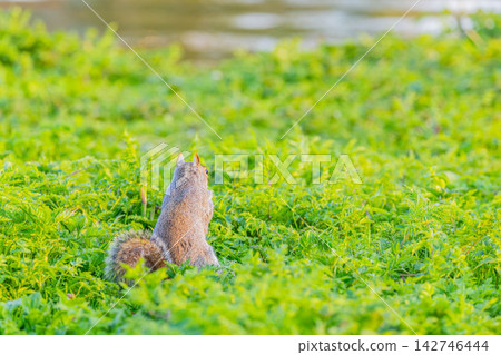 Squirre Squirre 142746444