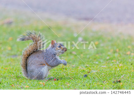 Squirre Squirre 142746445