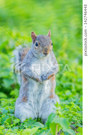 Squirre Squirre 142746448