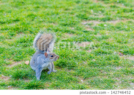 Squirre Squirre 142746452