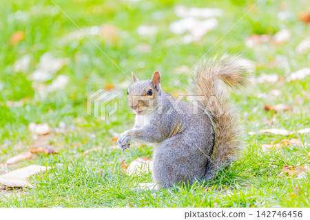 Squirre Squirre 142746456
