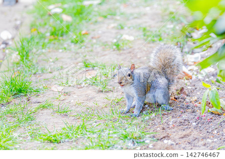 Squirre Squirre 142746467