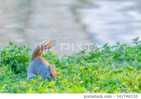 Squirre Squirre 142746510