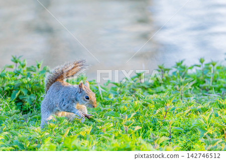 Squirre Squirre 142746512