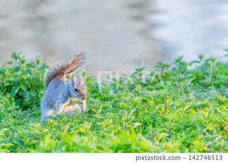 Squirre Squirre 142746513
