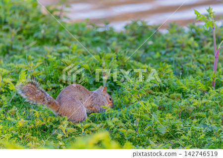 Squirre Squirre 142746519
