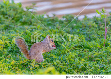 Squirre Squirre 142746522
