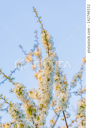 Hawthorn Hawthorn 142746552