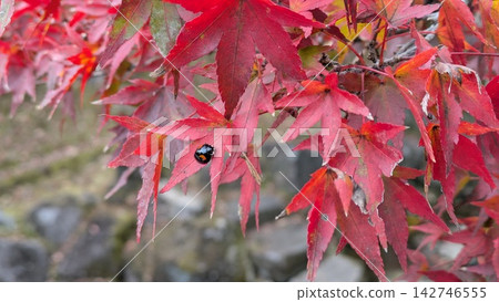 Ladybugs and autumn leaves Ladybugs and autumn leaves 142746555