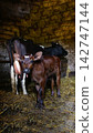 A cute brown calf standing next to an adult cow in a rustic barn with straw bedding. Livestock, farming, and rural life concept 142747144