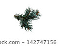 Fresh green pine or spruce branch isolated on a white background. Christmas, winter, and nature concept 142747156