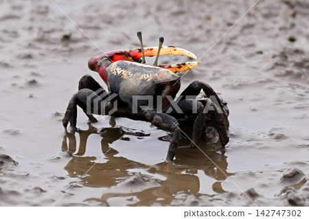Fiddler crab Fiddler crab 142747302
