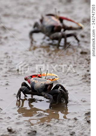Fiddler crab Fiddler crab 142747303