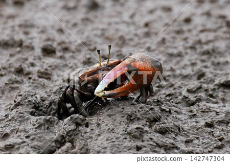 Fiddler crab Fiddler crab 142747304